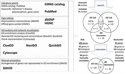 Genetic Variability in Molecular Pathways Implicated in Alzheimer's Disease: A Comprehensive Review